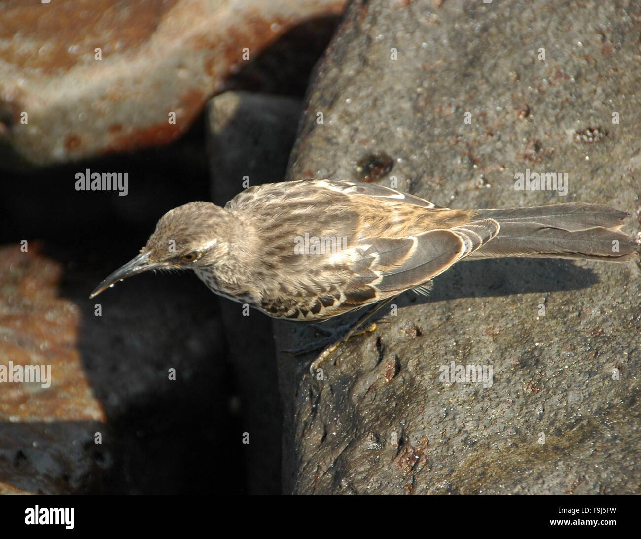 Un ruiseñor en la isla de La Española, Galápagos, Ecuador Fotografía de