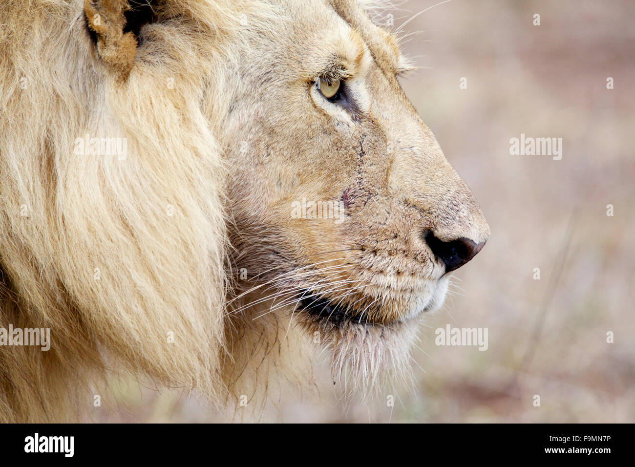 Vista de perfil de un macho de león (Panthera leo) en el Gran Parque Nacional Kruger en Sudáfrica Foto de stock