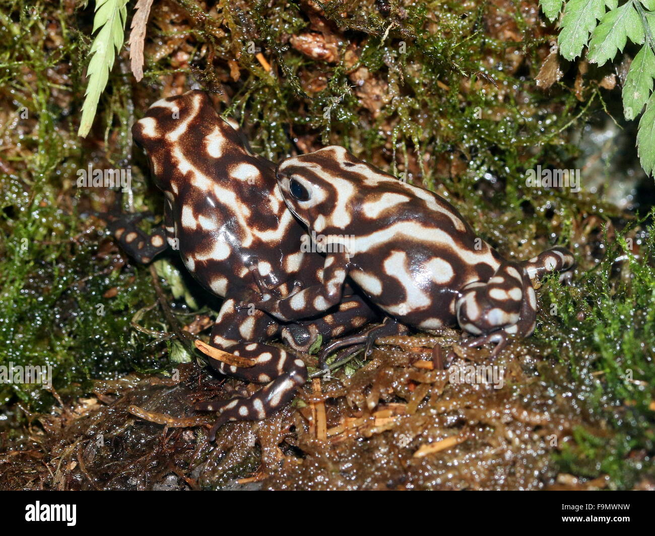 Par de Centroamérica Verde y negro las ranas venenosas (Dendrobates