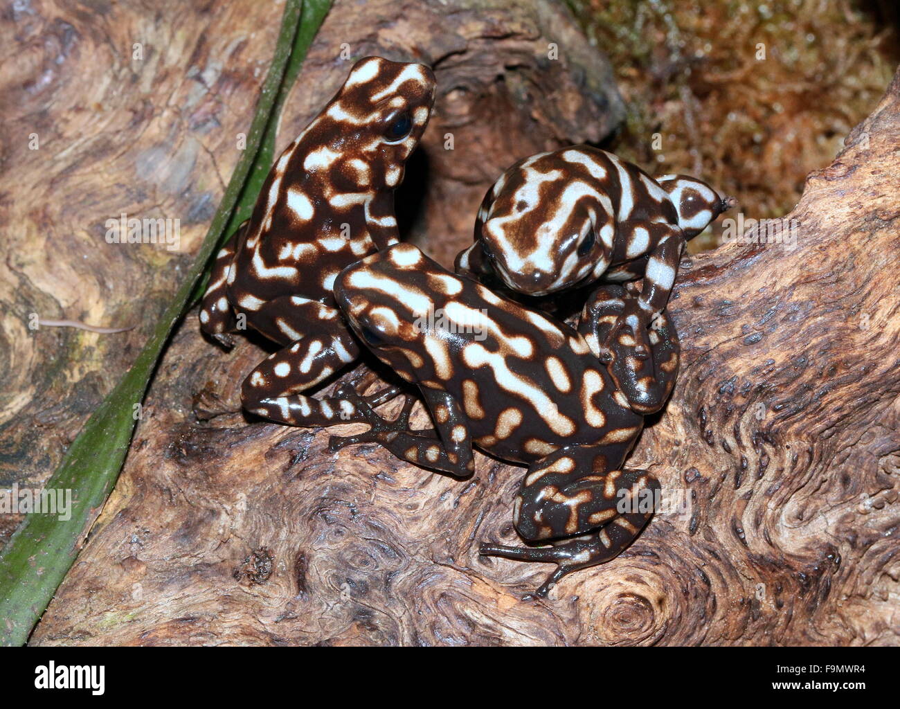 Tres Centroamérica Verde y negro las ranas venenosas (Dendrobates auratus), (Panamá, Altos de Campana) Foto de stock
