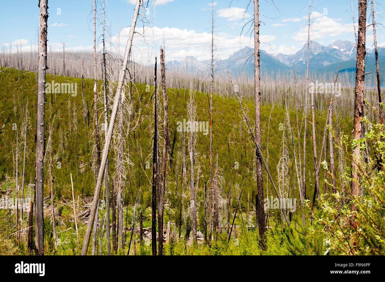 Nuevo crecimiento que aparecen a través de restos de árboles muertos quemados en el Robert fuego de 2003. El parque nacional de Glacier, Montana, EE.UU. Foto de stock