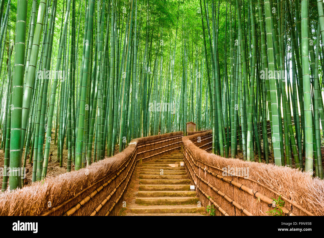 Kyoto, Japón, en el Bosque de bambú. Foto de stock