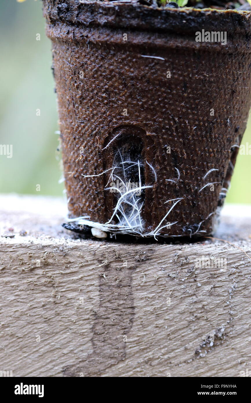 Biodegradable Fotografías E Imágenes De Alta Resolución Alamy 3442