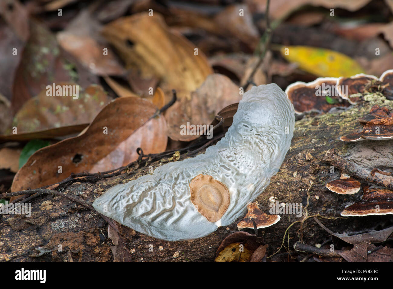 Alsomitra macrocarpa, Sabah, Borneo. Grandes semillas aladas en el piso del bosque tropical lluvioso Foto de stock