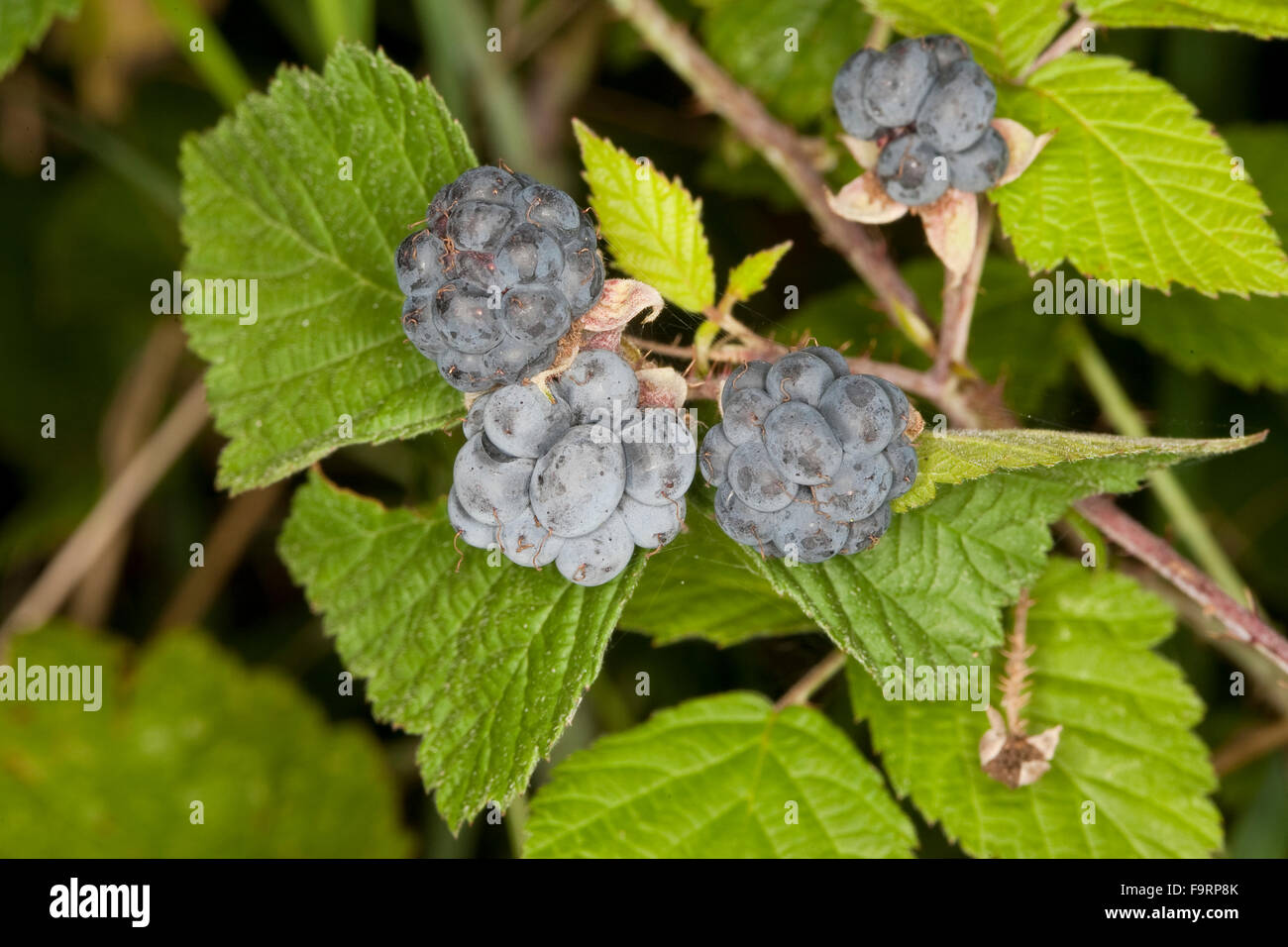 Unión Dewberry, frutas, Kratz-Beere Kratzbeere, Acker-Brombeere, Rubus caesius, Ronce, Früchte bleuâtre, Frucht Foto de stock