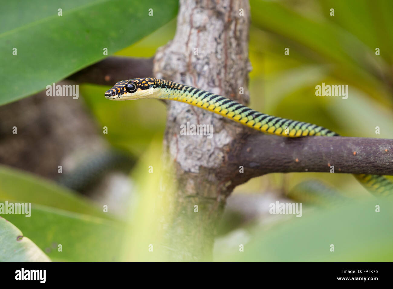 Árbol del Paraíso (serpiente Chrysopelea paradisi Fotografía de stock
