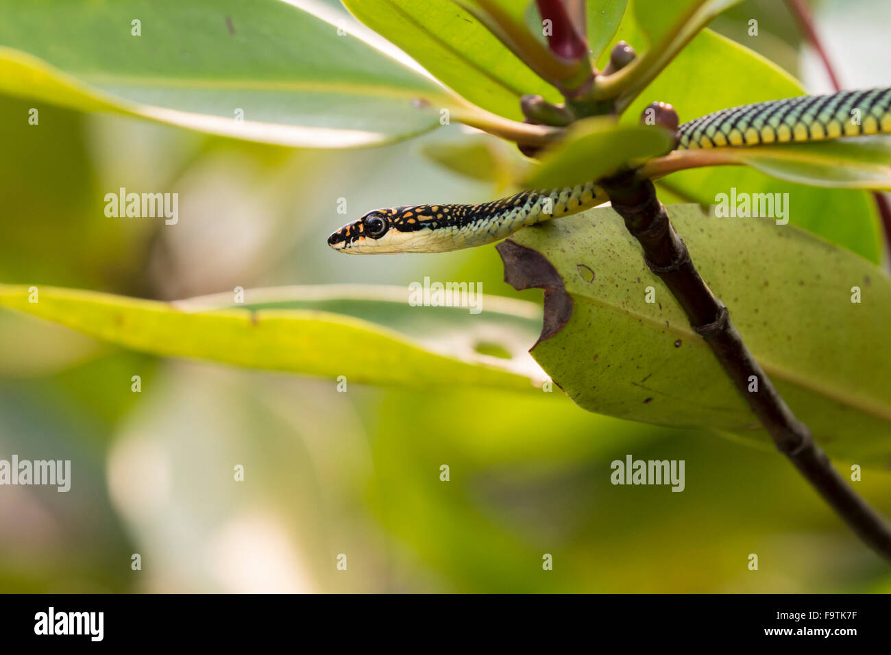 Árbol del Paraíso (serpiente Chrysopelea paradisi Fotografía de stock