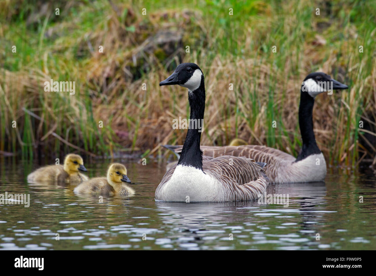 Los gansos de Canadá (Branta canadensis) padres con la natación en el lago goslings Foto de stock
