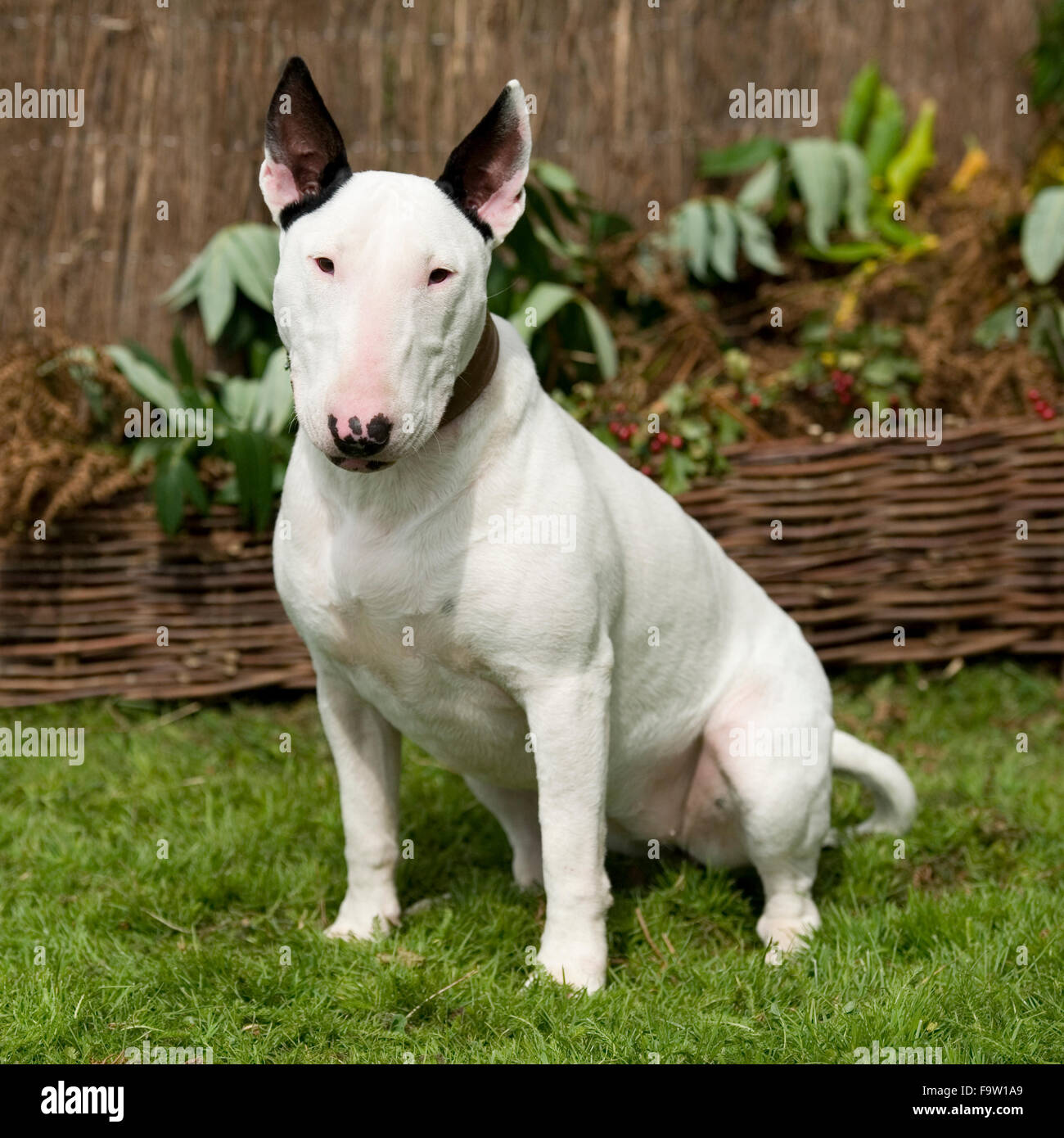 Bull terrier ingles hembra fotografías e imágenes de alta resolución - Alamy