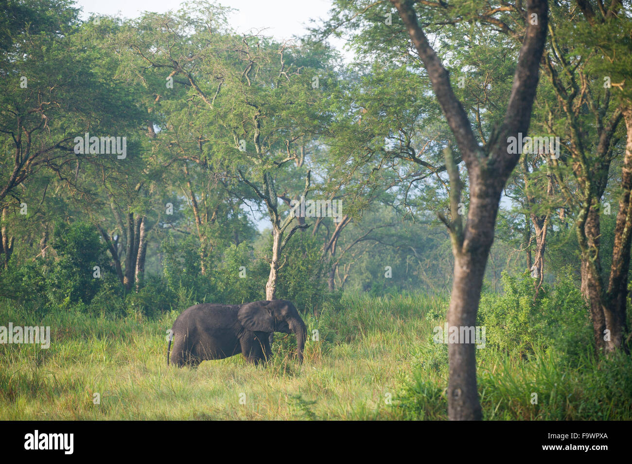 Elefante africano (Loxodonta africana africana), Reserva de Fauna Silvestre Semliki, Uganda Foto de stock