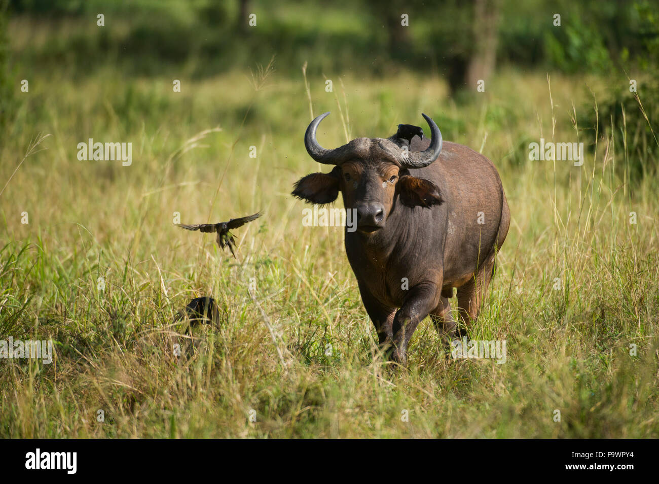 Buffalo (Syncerus caffer caffer), Reserva de Fauna Silvestre Semliki, Uganda Foto de stock
