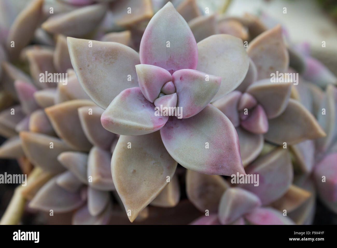 Macro de plantas suculentas - flor suculentas closeup Foto de stock