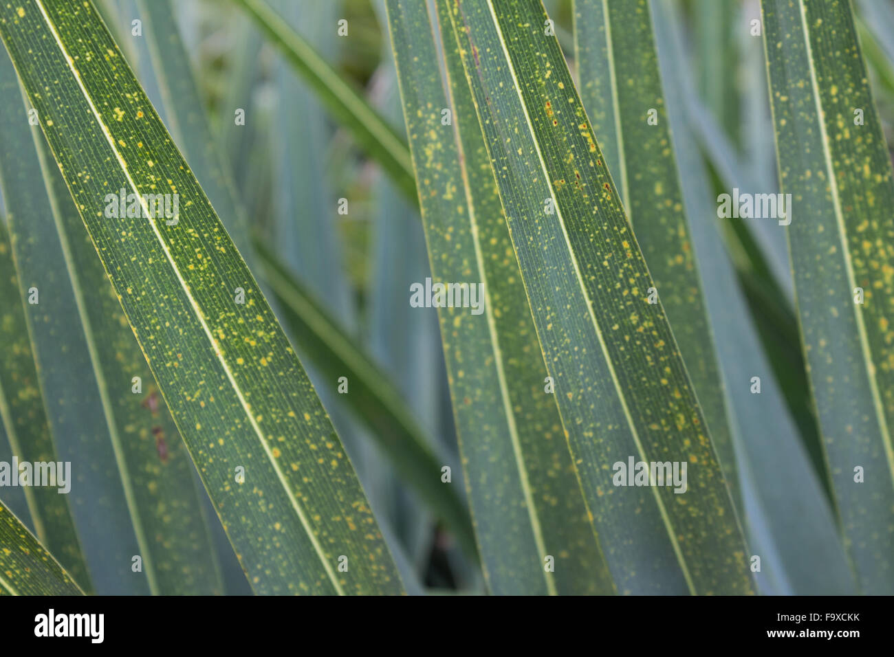 Detalle de hojas verdes / naturaleza abstracta antecedentes Foto de stock