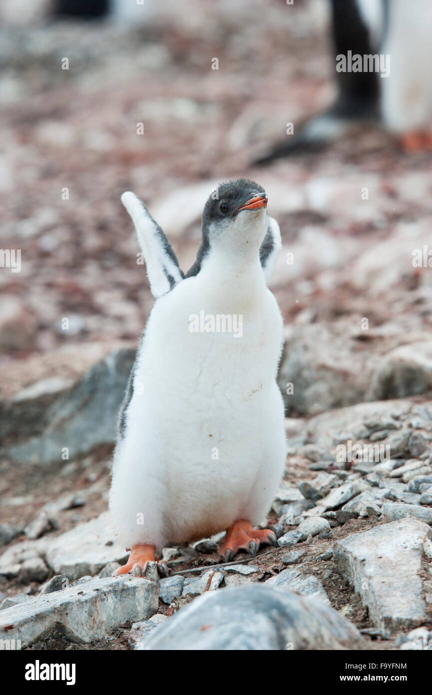 Los polluelos de pingüinos Pygoscelis papua. Hannah Point, Islas Shetland del Sur Foto de stock