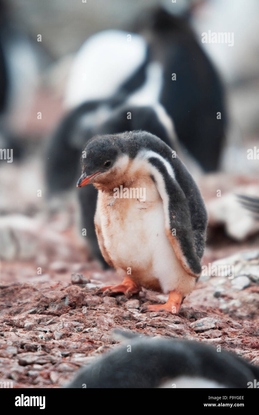 Triste, pichones de pingüinos Pygoscelis papua. Hannah Point, Islas Shetland del Sur Foto de stock
