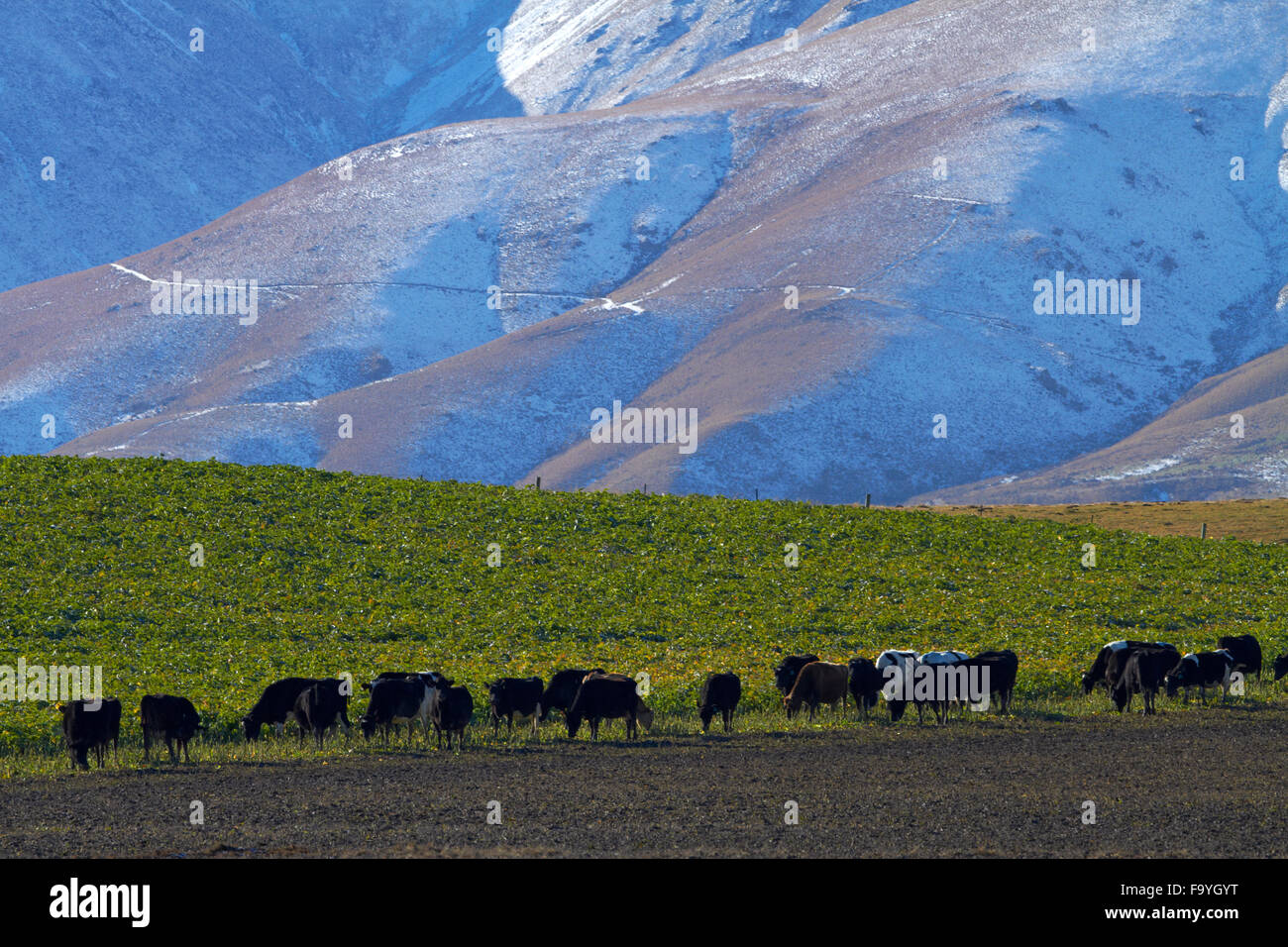 Las vacas y las montañas Kakanui Kyeburn, cerca de Ranfurly, Maniototo, Central Otago, Isla del Sur, Nueva Zelanda Foto de stock