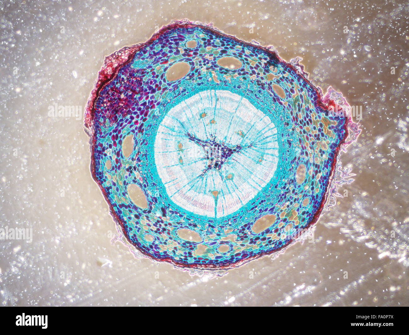 Las muestras biológicas de células y bacterias, planta, microb bajo la microscopía Foto de stock