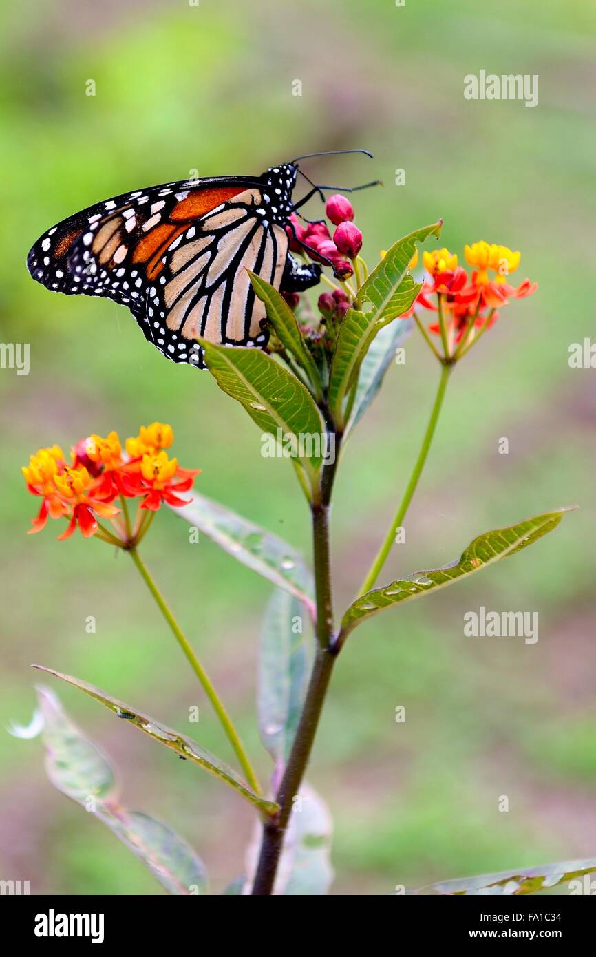 Mariposa Monarca Foto de stock