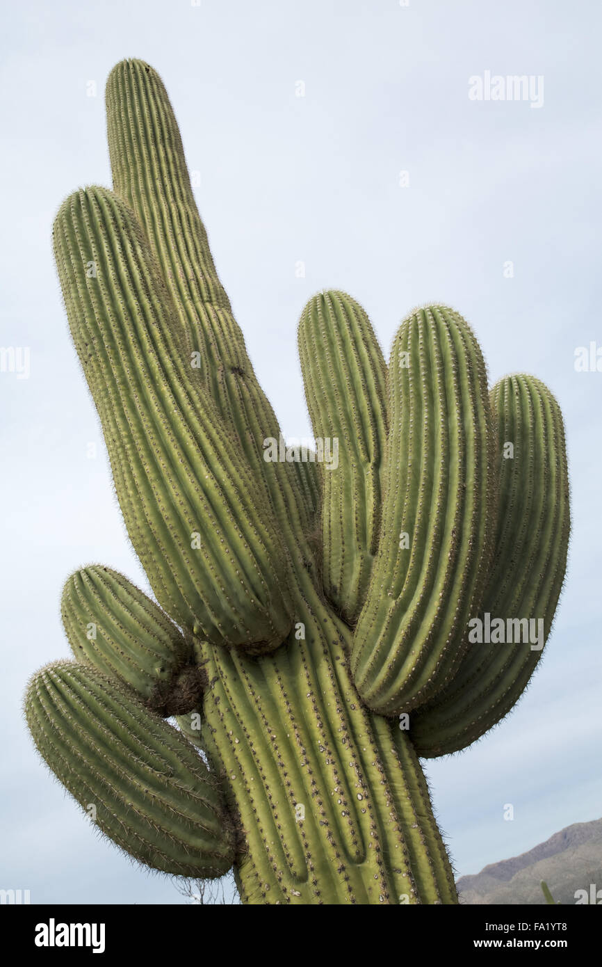 Gran cacto saguaro Foto de stock