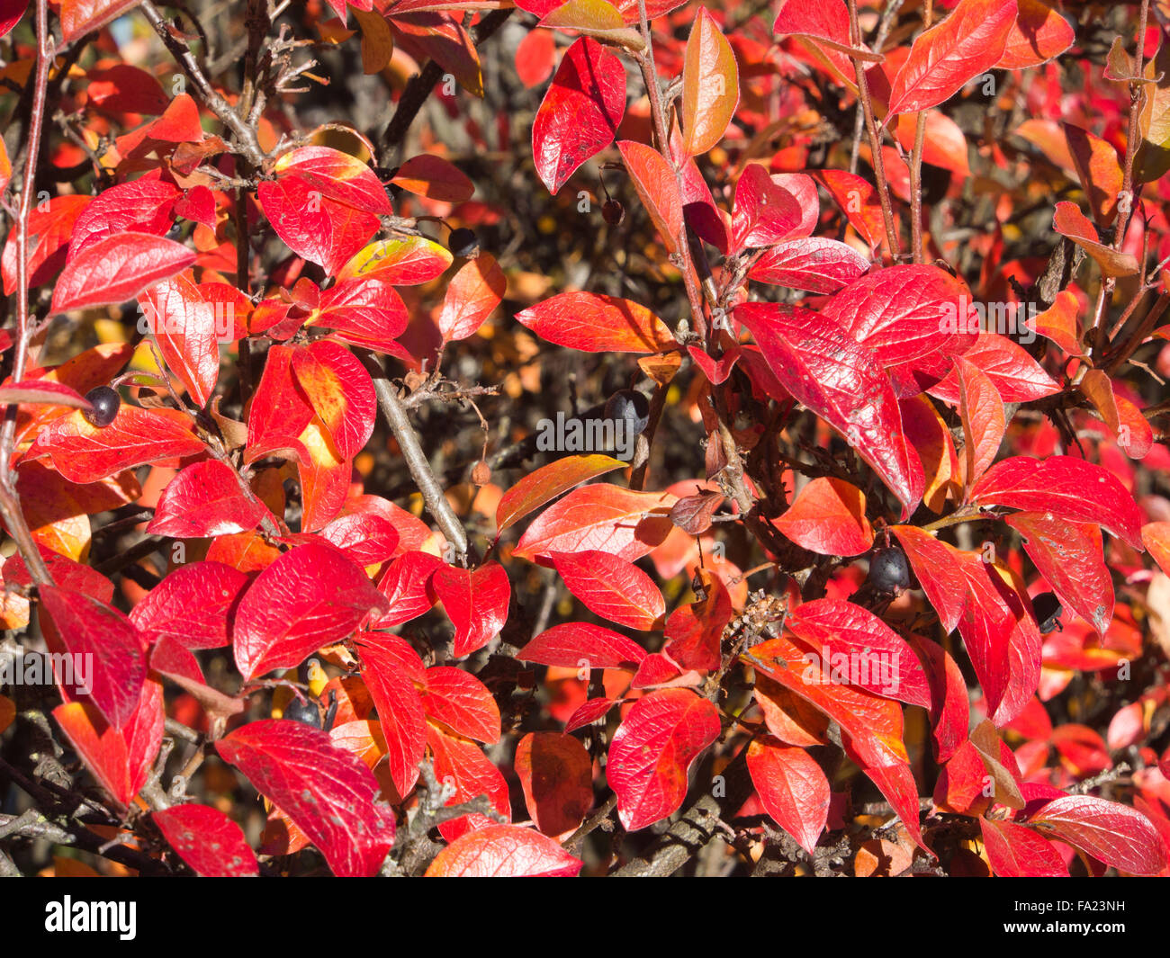 Cerca de un seto en otoño con brillantes hojas rojas brillan al sol Foto de stock