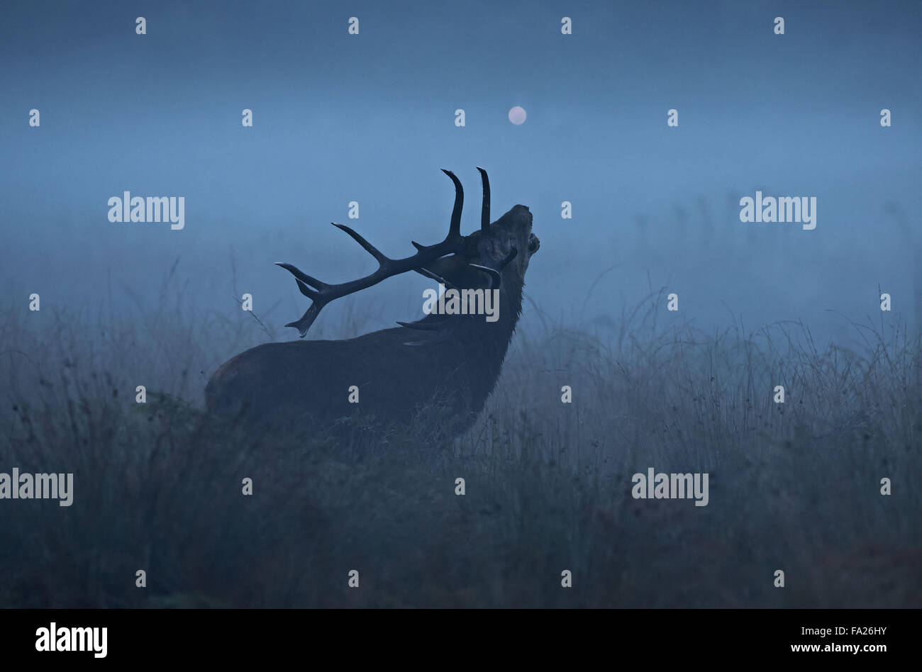 Ciervo ciervo al amanecer en una mañana de niebla Foto de stock