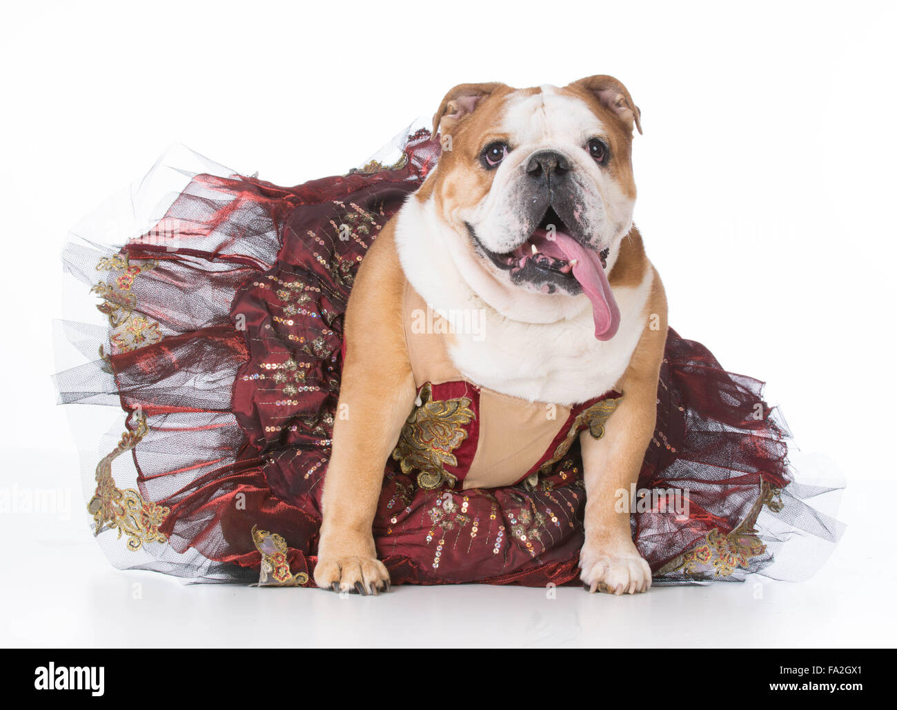 English bulldog female wearing ballerina fotografías e imágenes de alta  resolución - Alamy