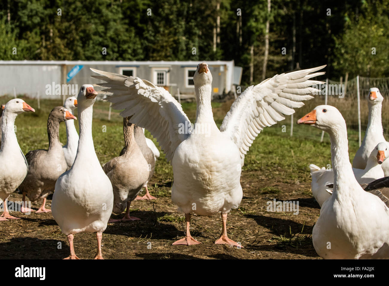 Bandada de Emden (o Embden) gansos domésticos en una granja Foto de stock