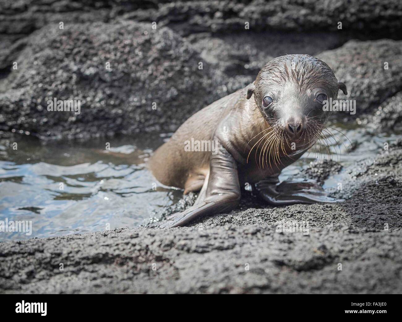 Leon Marino Bebe Banandose En Un Charco En La Playa Fotografia De Stock Alamy