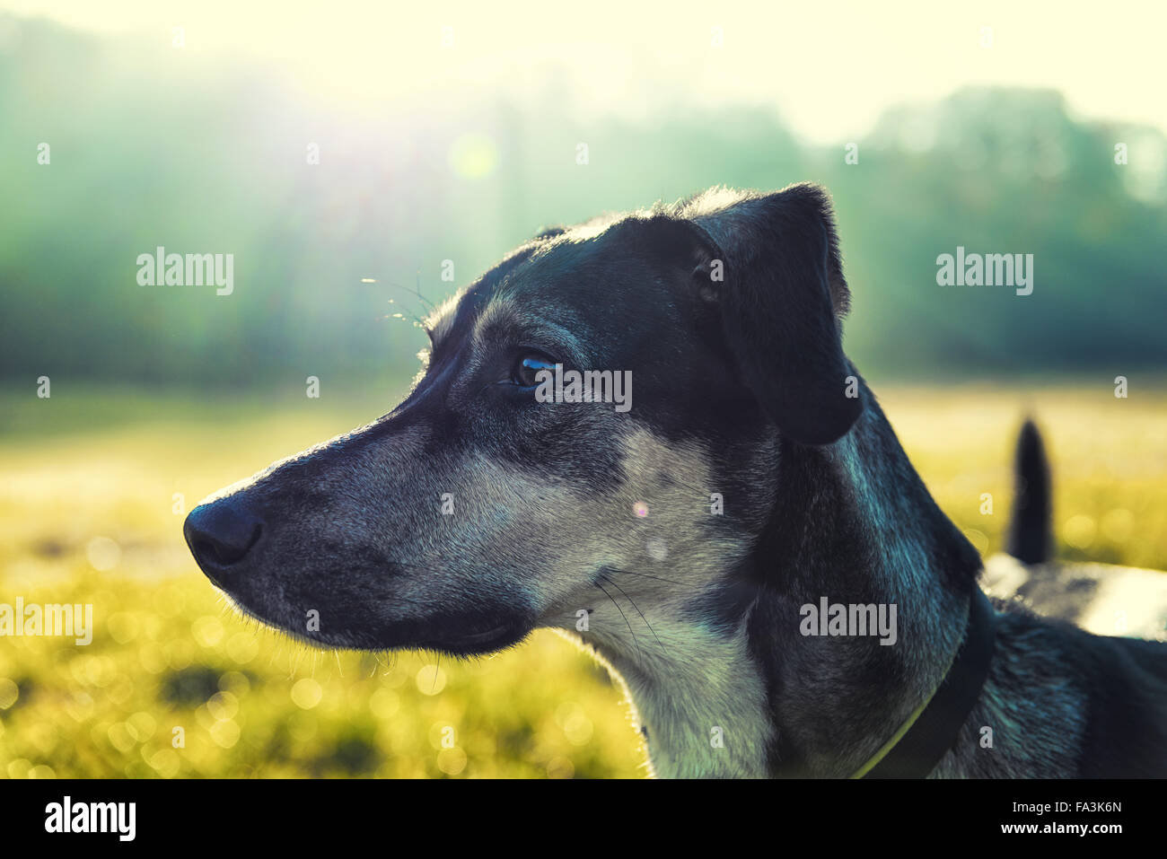 Perro luminoso retrato con fondo borroso Foto de stock