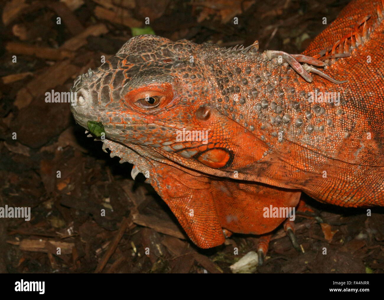 América del Sur y Central iguana verde (Iguana iguana), variedad de color naranja, típicamente encontrados en México Foto de stock