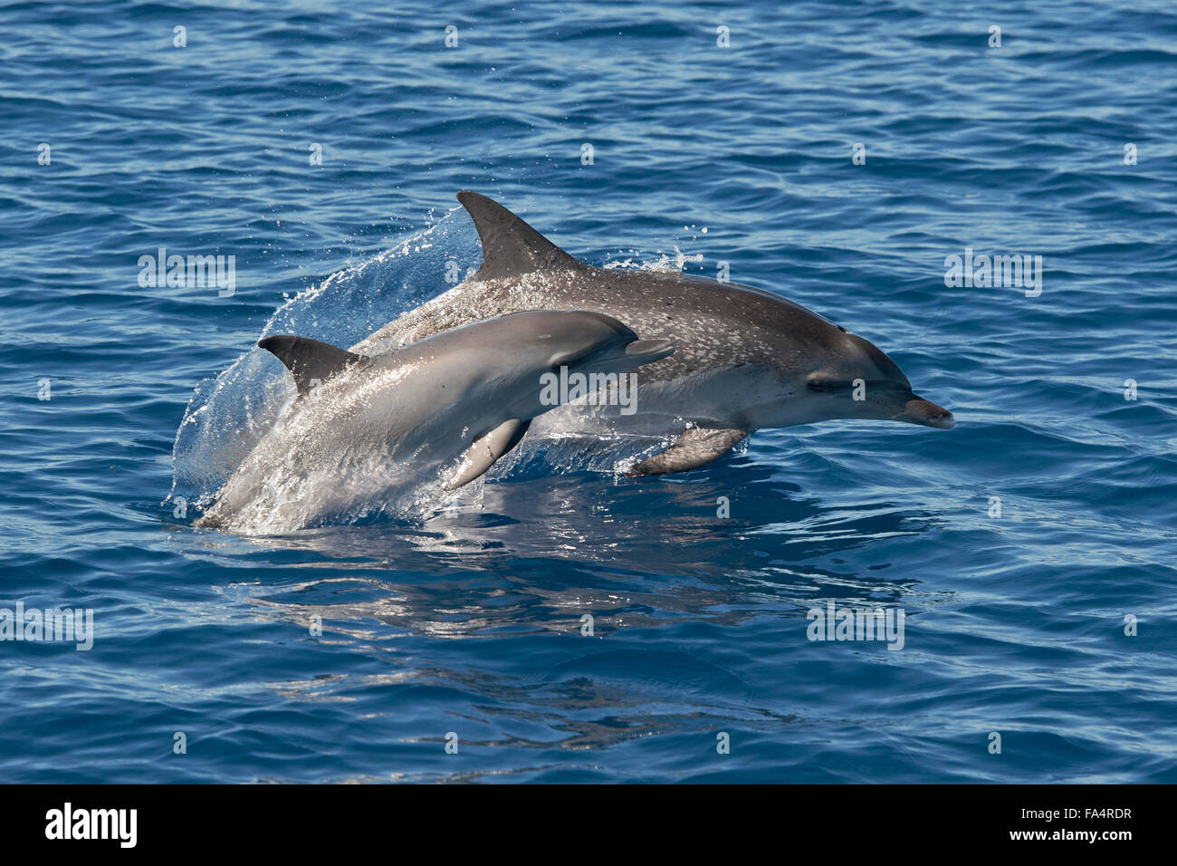 Delfines moteados del Atlántico (Stenella frontalis), la madre y el ternero porpoising, Azores, Océano Atlántico. Foto de stock