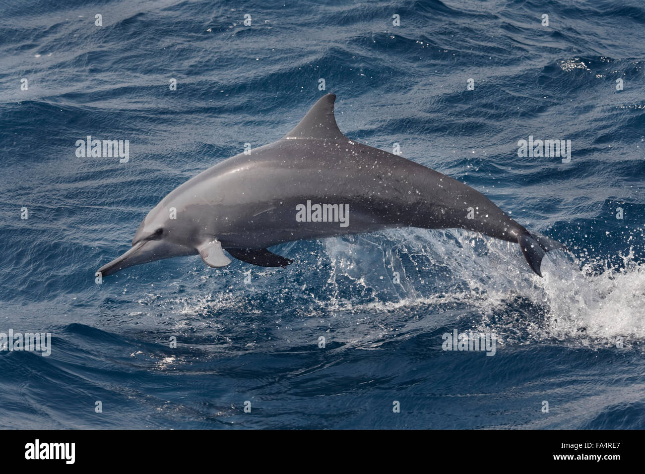 Hawaiian/grises, Delfines, Stenella longirostris, porpoising, Maldivas, Océano Índico. Foto de stock