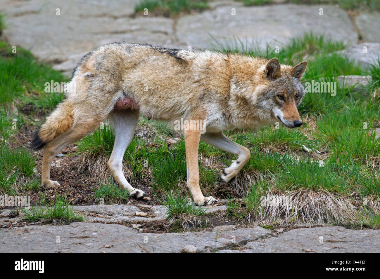 Unión lobo gris (Canis lupus) hembra en verano el pelaje, Hälsingland, Suecia Foto de stock