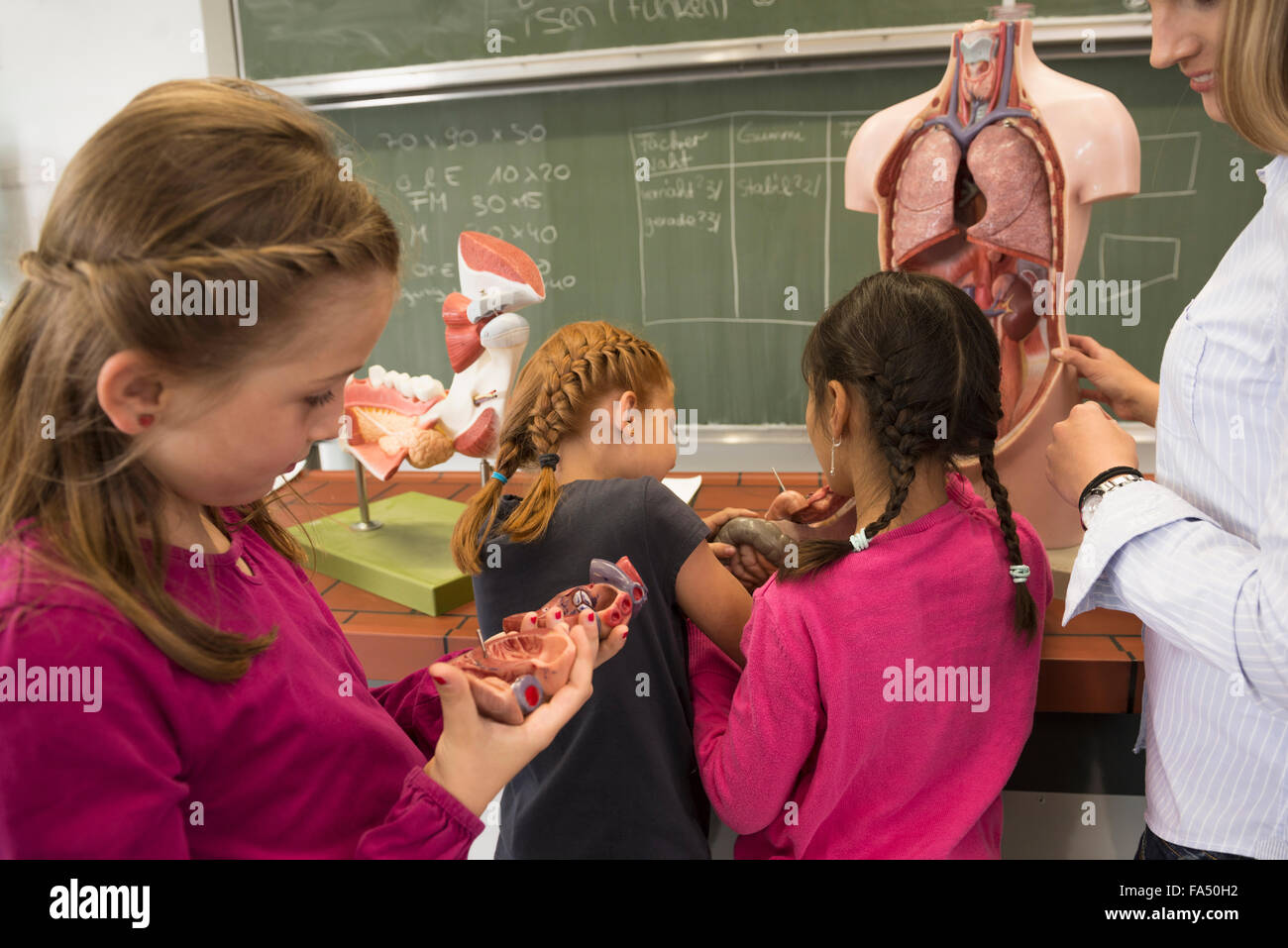 Profesor de Biología La enseñanza a los estudiantes sobre derechos de los órganos internos en aula, Fürstenfeldbruck, Baviera, Alemania Foto de stock