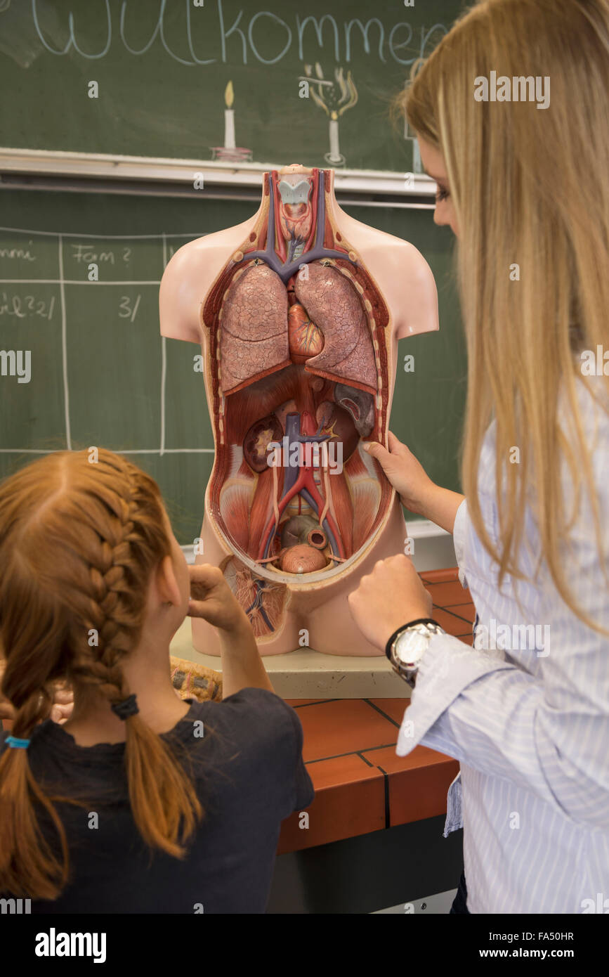 Profesor de Biología estudiante de enseñanza sobre derechos de los órganos internos en aula, Fürstenfeldbruck, Baviera, Alemania Foto de stock