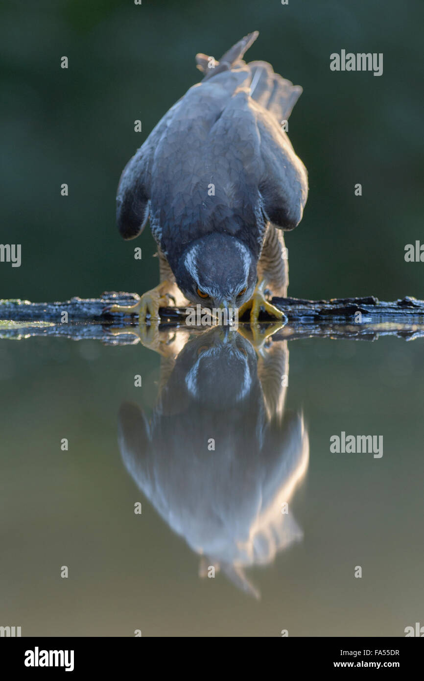 El Azor (Accipiter gentilis), macho adulto en el waterhole con reflexión mientras bebe en la última luz Foto de stock