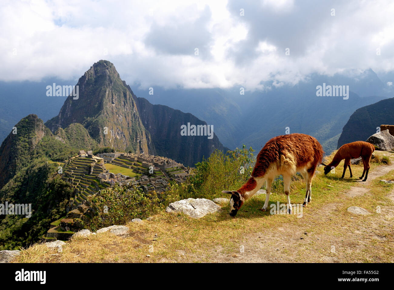 Llamas (Lama glama) con menores en frente de la ciudad en ruinas, la ciudad Inca de Machu Picchu, Huayna Picchu detrás Foto de stock