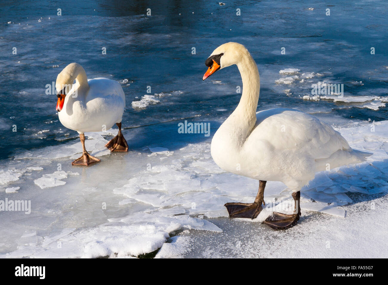 Silenciar los cisnes (Cygnus olor) en el lago congelado, Baden-Württemberg Foto de stock