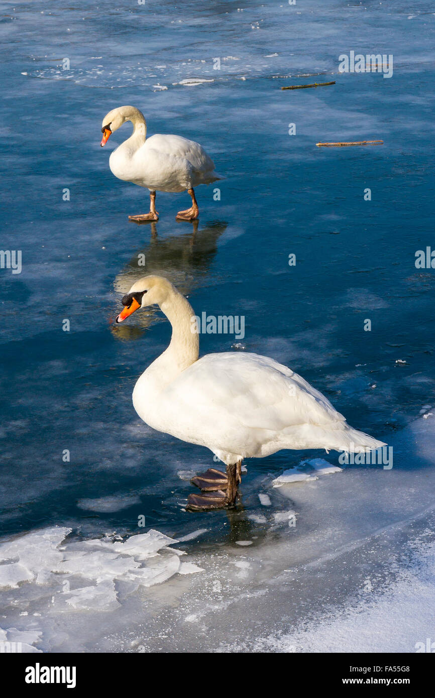 Silenciar los cisnes (Cygnus olor) en el lago congelado, Baden-Württemberg Foto de stock