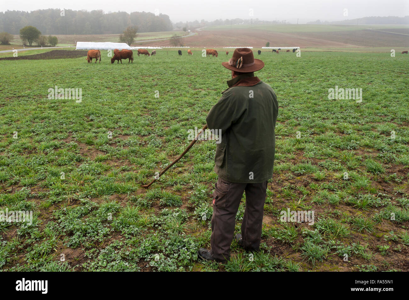 Granjero cuidaba su ganado Salers en praderas, pastos y prados de trébol, Middle Franconia, Baviera, Alemania Foto de stock