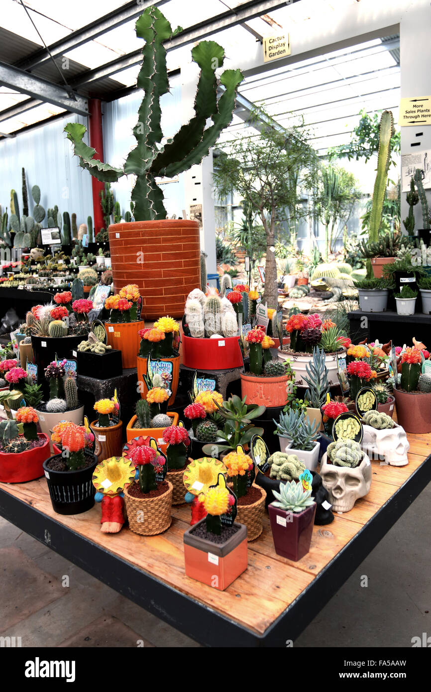 Todo tipo de cactus y suculentas para venta en un vivero local Foto de stock