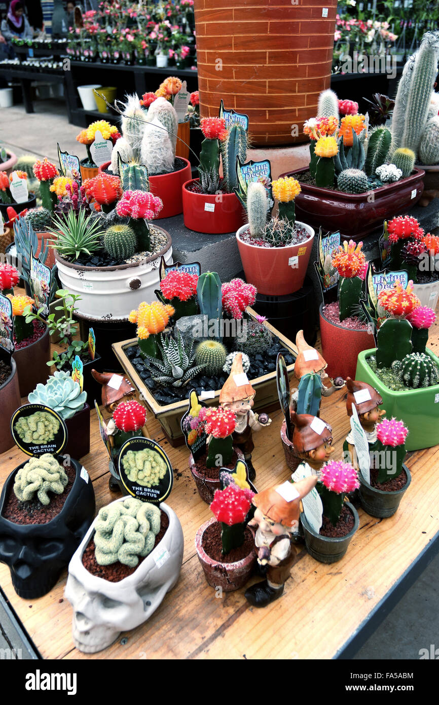 Todo tipo de cactus y suculentas para venta en un vivero local de - Alamy