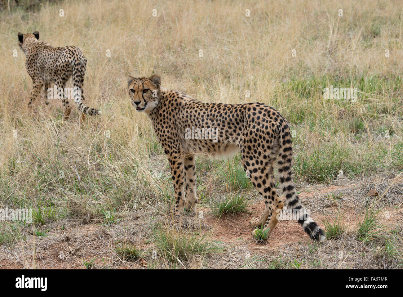 Sudáfrica, Pretoria, De Wildt Cheetah Shingwedzi & Wildlife Preserve & Ann van Dyk Cheetah Centro. Los guepardos. Foto de stock