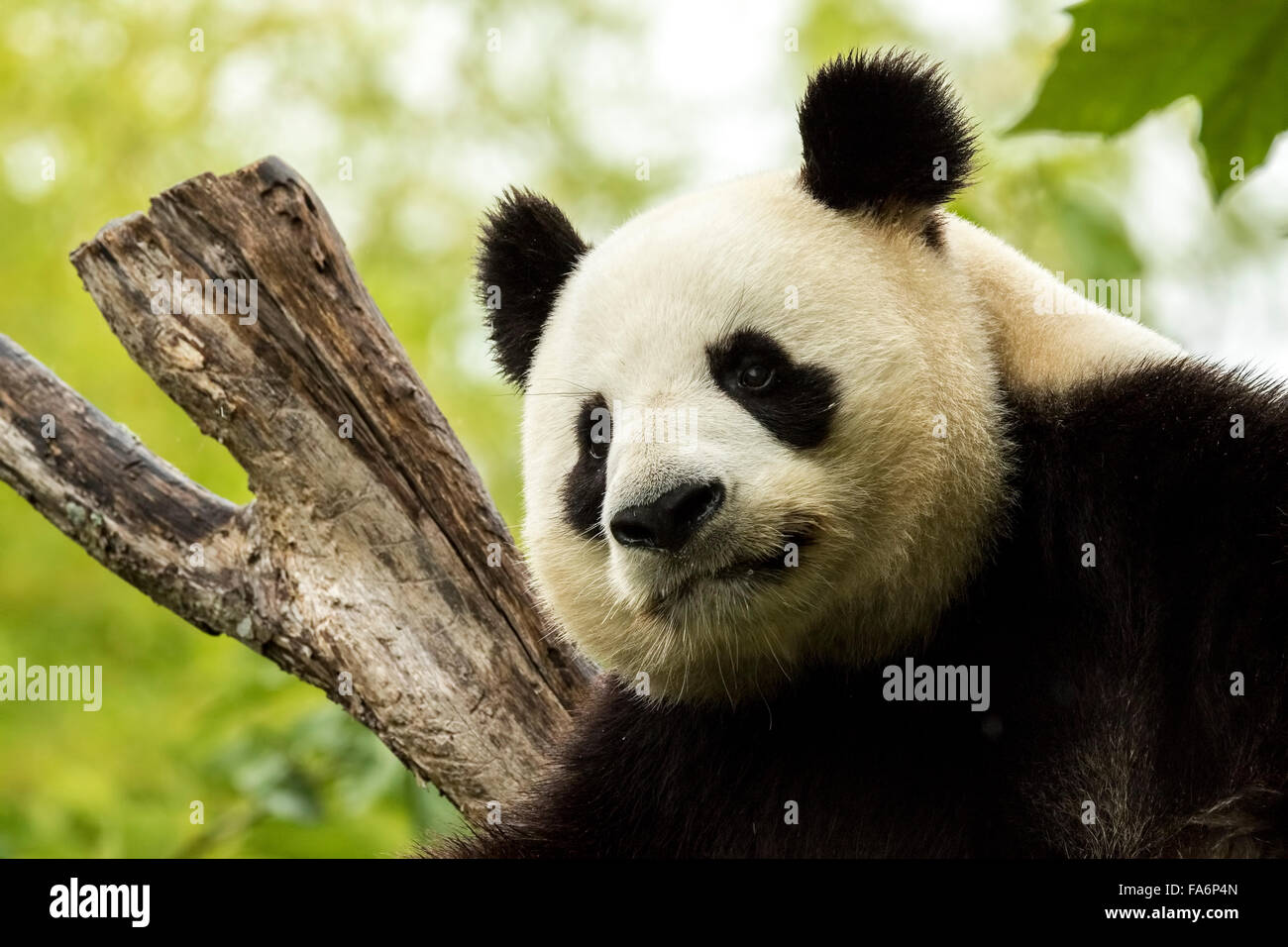 Oso Panda gigante cae dormido durante la lluvia en un bosque de bambú después de comer Foto de stock