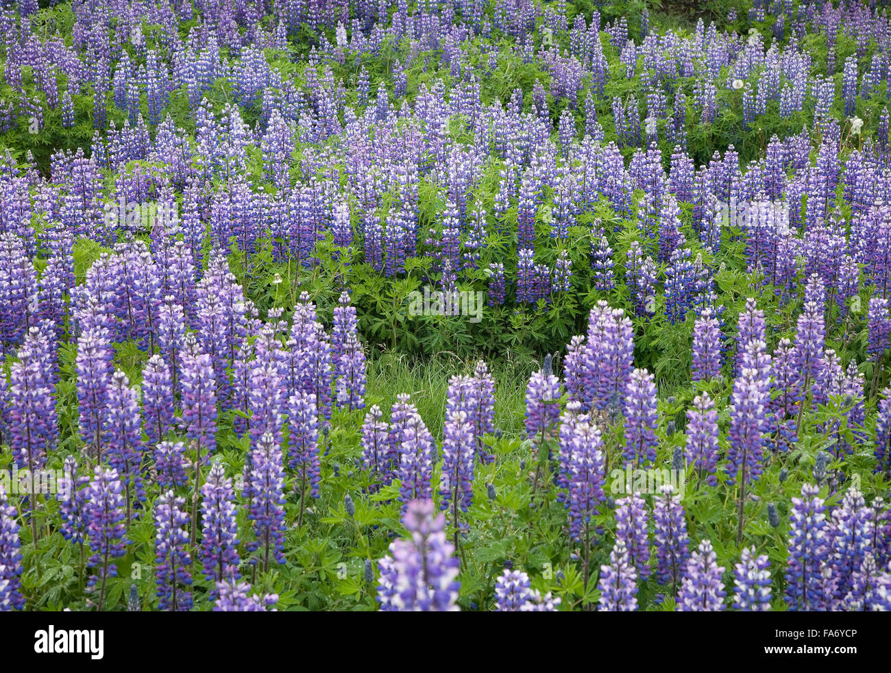 Nootka lupino (Lupinus nootkatensis), Islandia Foto de stock