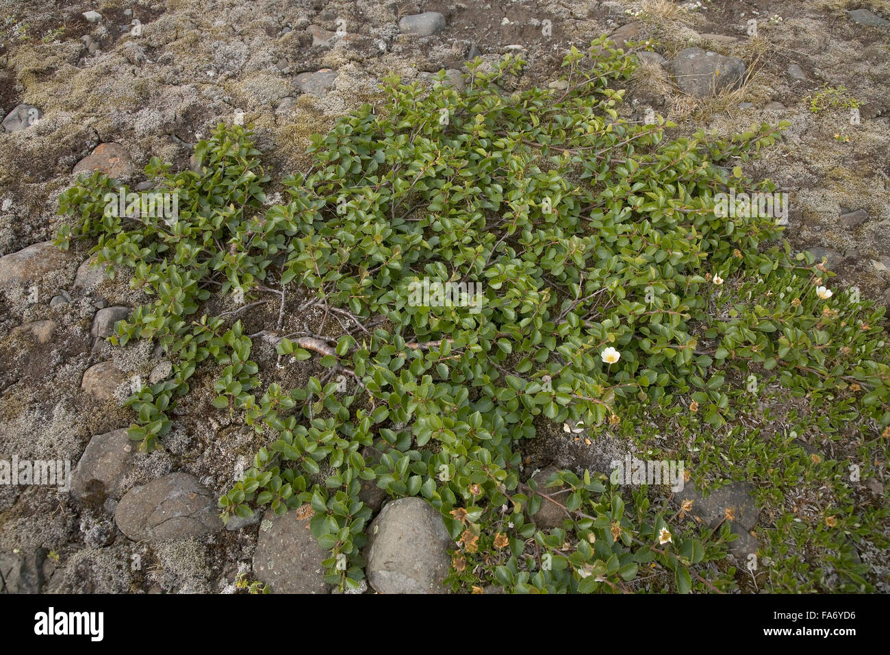 El abedul enano (Betula nana), Islandia Foto de stock