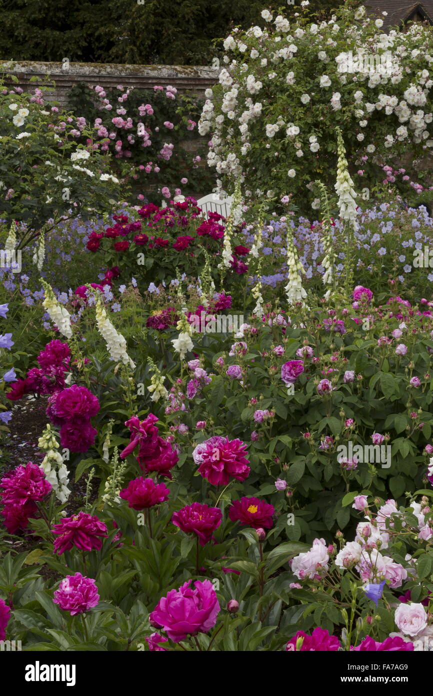 Bellamente floridos arriates y bordes con Paeonia lactiflora 'Adolphe Rousseau", rosas, foxgloves etc en Mottisfont Abbey walle Foto de stock