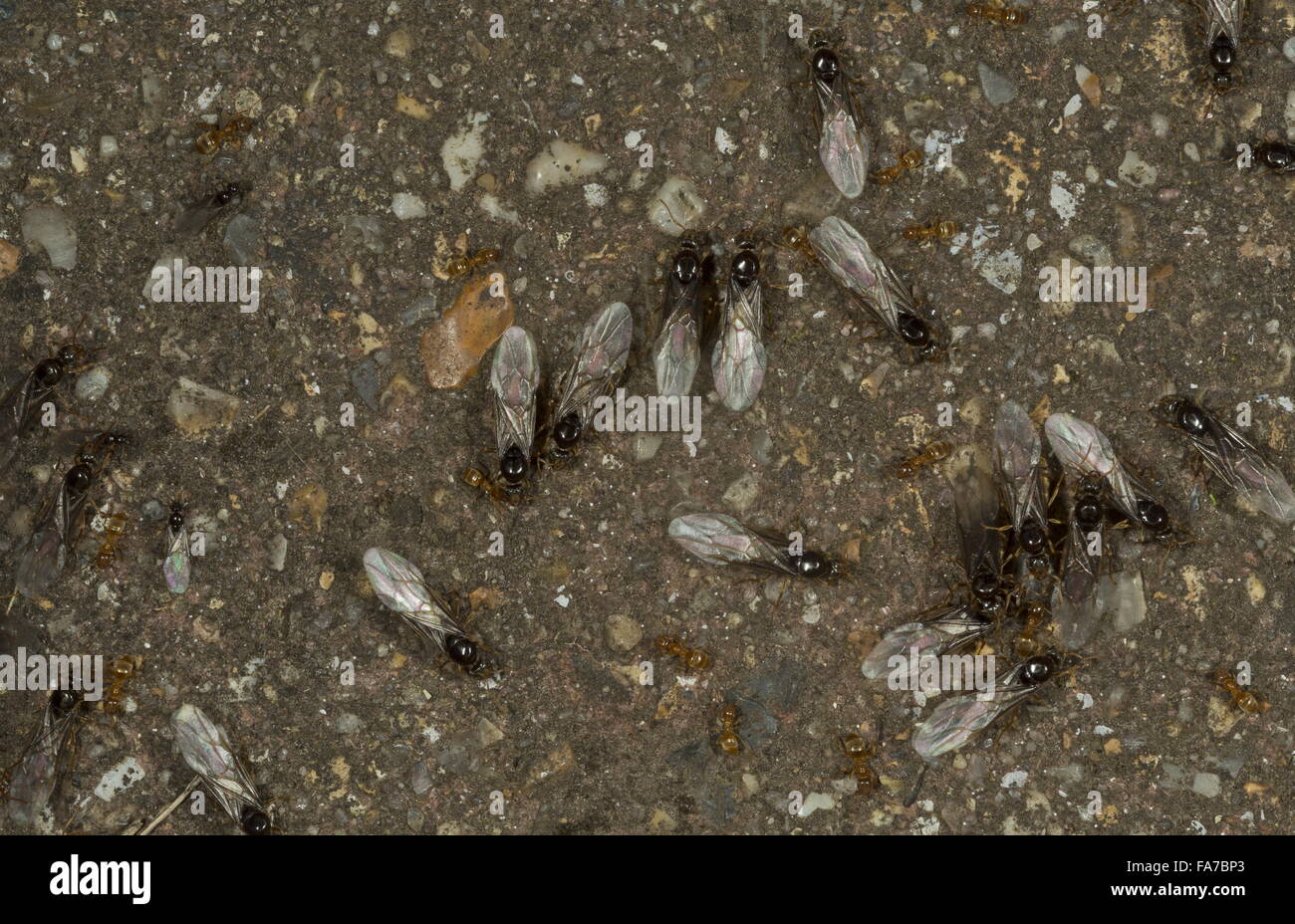 La hormiga roja Myrmica rubra surgimiento en el jardín en un caluroso día de agosto - machos alados, Reinas y trabajadores. Dorset Foto de stock