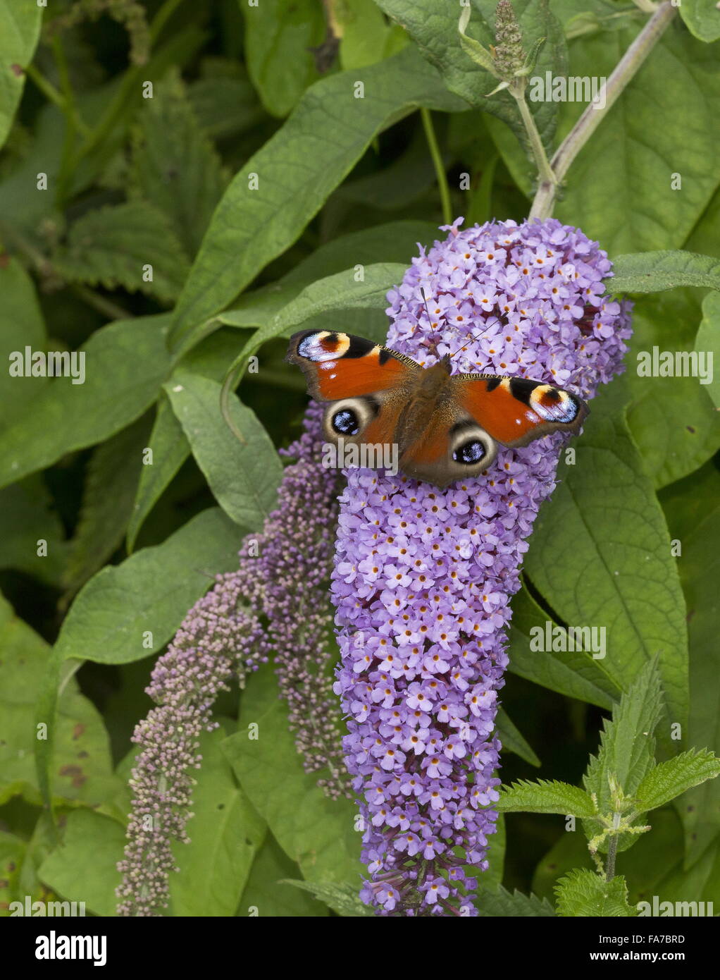 Mariposa pavo real alimentándose de mariposas, flores de Bush Buddleia davidii. Foto de stock