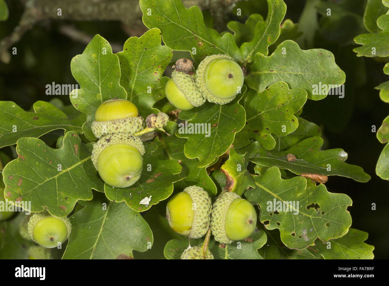 Roble común, Quercus robur, bellotas con la maduración. Dorset. Inglés, roble, roble, roble francés pedunculate Foto de stock